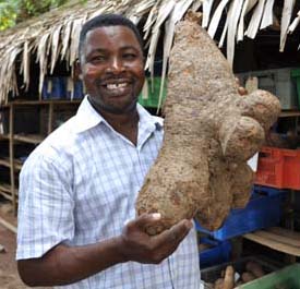 Real African Yams